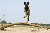 MALINOIS 509